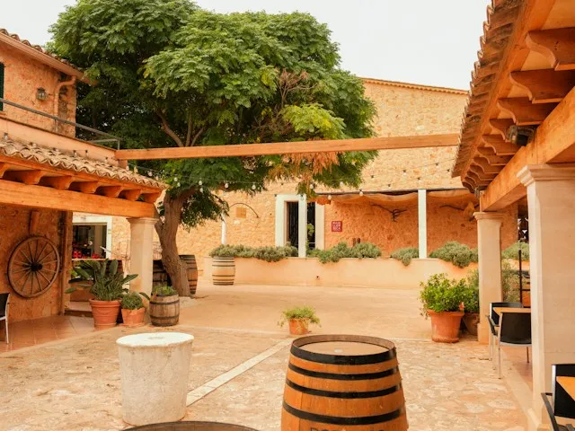 A sunny stone courtyard with a large tree and potted plants